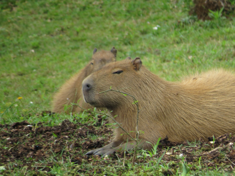 Quanto costa un capibara