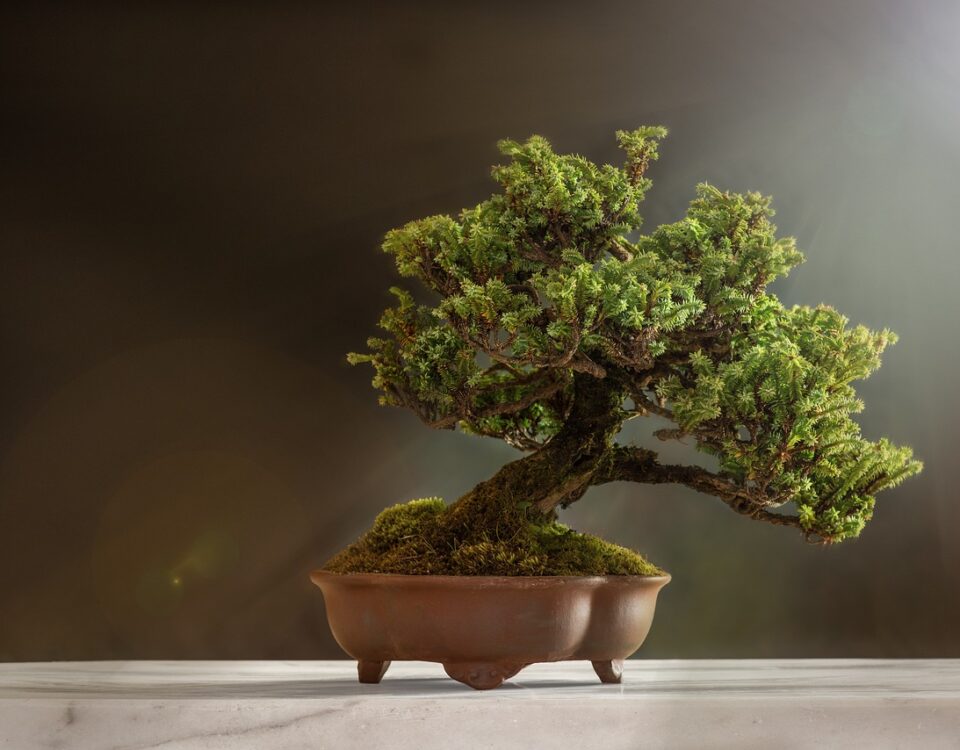 Quanto costa un bonsai