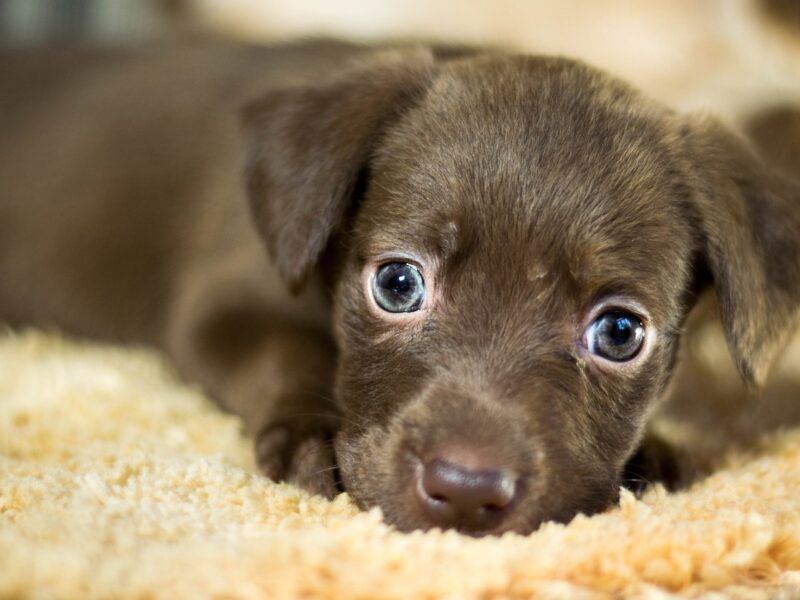 Quanto costa adottare un cane 